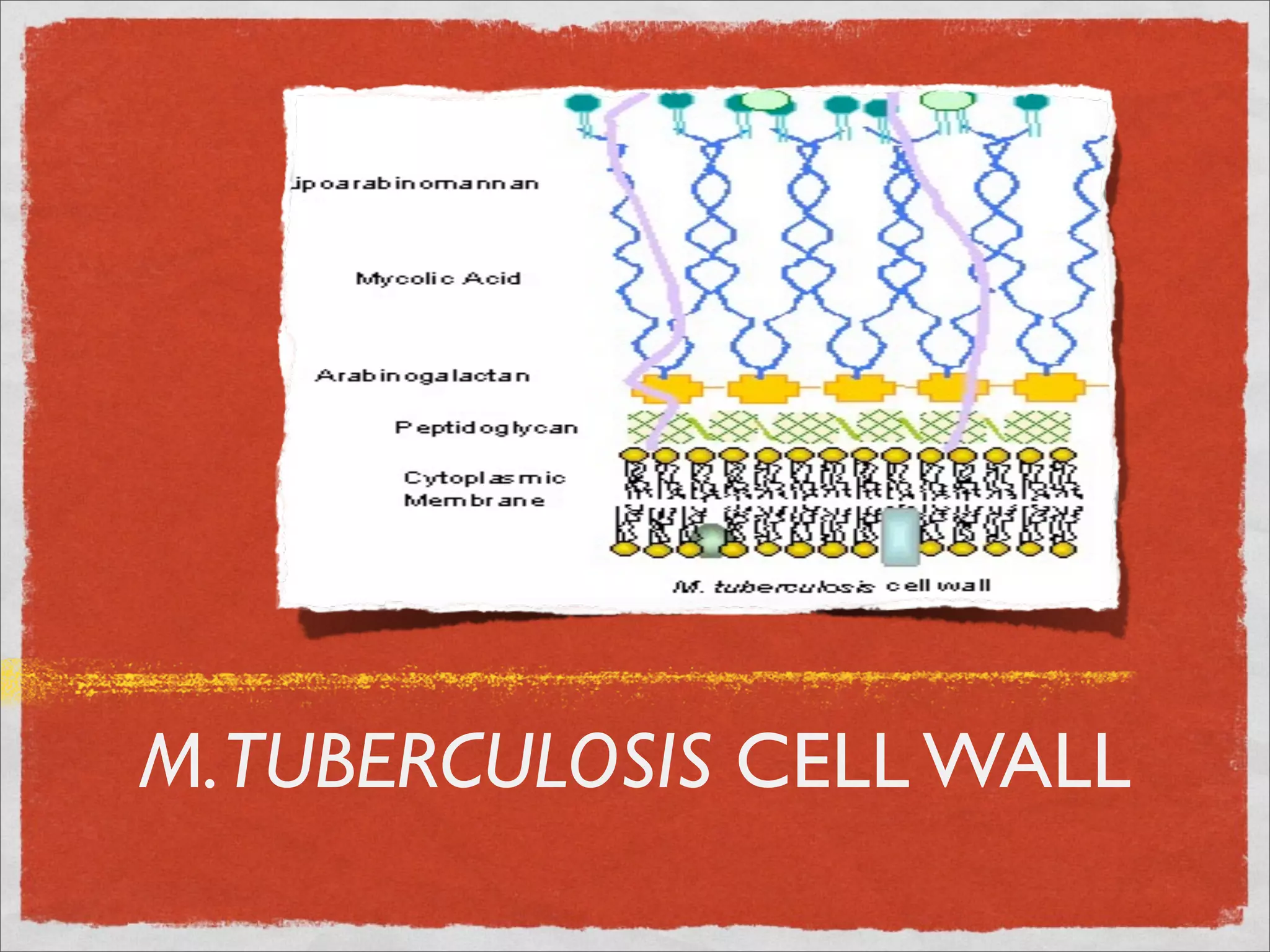 M. TUBERCULOSIS CELL WALL
 