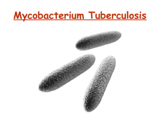 Mycobacterium Tuberculosis
 