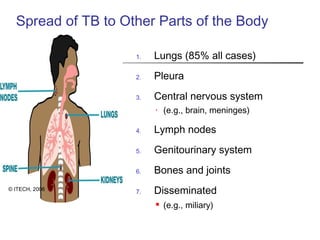 Spread of TB to Other Parts of the Body
1. Lungs (85% all cases)
2. Pleura
3. Central nervous system
• (e.g., brain, meninges)
4. Lymph nodes
5. Genitourinary system
6. Bones and joints
7. Disseminated
 (e.g., miliary)
© ITECH, 2006
 
