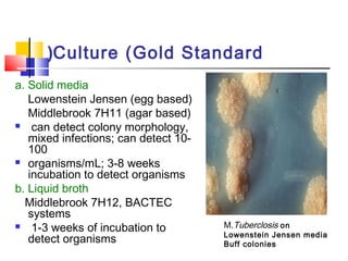 Culture (Gold Standard(
a. Solid media
Lowenstein Jensen (egg based)
Middlebrook 7H11 (agar based)
 can detect colony morphology,
mixed infections; can detect 10-
100
 organisms/mL; 3-8 weeks
incubation to detect organisms
b. Liquid broth
Middlebrook 7H12, BACTEC
systems
 1-3 weeks of incubation to
detect organisms
M.Tuberclosis on
Lowenstein Jensen media
Buff colonies
 