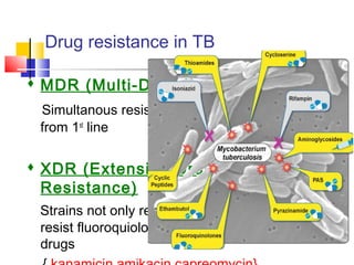 Drug resistance in TB
 MDR (Multi-Drug Resistant)
Simultanous resistance to 2 or more drugs
from 1st
line
 XDR (Extensive Drug
Resistance)
Strains not only resistant to 1st
line but also
resist fluoroquiolones and one of injectible
drugs
 