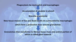 Phagocytosis by neutrophils and macrophages
Accumulation of exudate in alveoli
Broncho pneumonia
New tissue masses of live and dead bacilli are surrounded by macrophages
which form a protective mass around granulomas
Granulomas then transforms to fibrous tissue mass and central portion of
which is called ghon tubercle
30-04-2020 9
 
