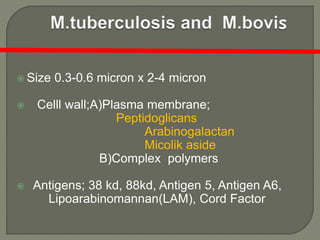 Size 0.3-0.6 micron x 2-4 micron
 Celll wall;A)Plasma membrane;
Peptidoglicans
Arabinogalactan
Micolik aside
B)Complex polymers
 Antigens; 38 kd, 88kd, Antigen 5, Antigen A6,
Lipoarabinomannan(LAM), Cord Factor
 