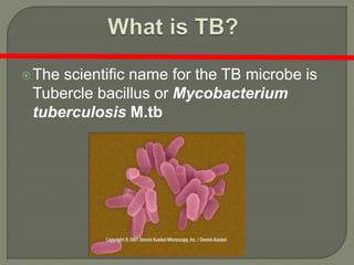 The scientific name for the TB microbe is
Tubercle bacillus or Mycobacterium
tuberculosis M.tb
 