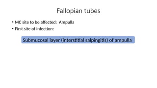 Fallopian tubes
• MC site to be affected: Ampulla
• First site of infection:
Submucosal layer (interstitial salpingitis) of ampulla
 