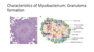 Characteristics of Mycobacteirum: Granuloma
formation
 