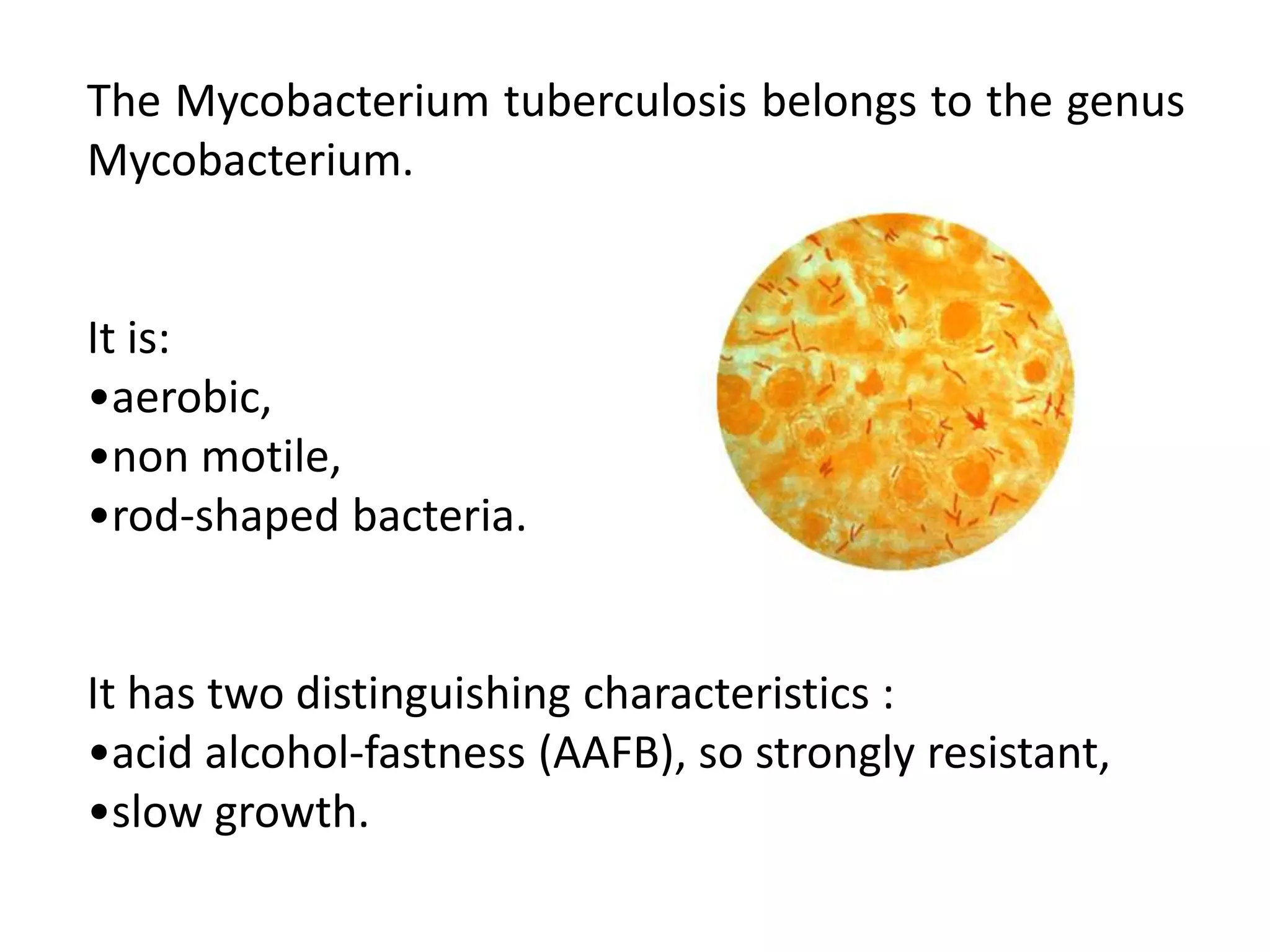 The Mycobacterium tuberculosis belongs to the genus
Mycobacterium.


It is:
•aerobic,
•non motile,
•rod-shaped bacteria.


It has two distinguishing characteristics :
•acid alcohol-fastness (AAFB), so strongly resistant,
•slow growth.
 
