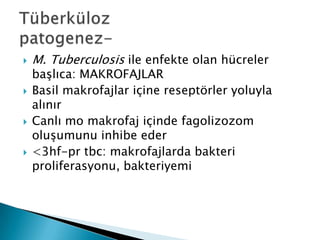   M. Tuberculosis ile enfekte olan hücreler
    baĢlıca: MAKROFAJLAR
   Basil makrofajlar içine reseptörler yoluyla
    alınır
   Canlı mo makrofaj içinde fagolizozom
    oluĢumunu inhibe eder
   <3hf-pr tbc: makrofajlarda bakteri
    proliferasyonu, bakteriyemi
 