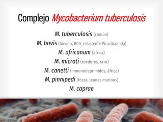 Complejo Mycobacterium tuberculosis