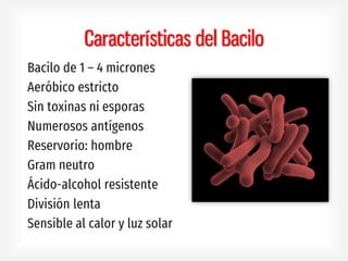 Características del Bacilo