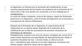 La fagocitosis se favorece por la activación del complemento, lo que
ocasiona opsonización de los bacilos con productos de la activación de C3
como C3b y C3bi. (Los bacilos son resistentes a la lisis mediada por el
complemento.)
La unión de ciertos receptores, como el de manosa, regula los fenómenos
posteriores a la fagocitosis, como la fusión del fagosoma con el lisosoma, y
la producción de citocina inflamatoria.
Después de la formación de un fagosoma, la supervivencia de M.
tuberculosis en su interior parece depender de la reducción de la
acidificación por la falta de acumulación de protones vesiculares de
trifosfatasa de adenosina.
Probablemente se genere una serie de eventos complejos por acción de la
pared celular bacteriana con glucolípidos de lipoarabinomanano inhibe el
aumento intracelular de Ca2+; de este modo, se altera la vía de
Ca2+/calmodulina (que culmina en la fusión fagosoma-lisosoma) y los
bacilos pueden sobrevivir dentro de los fagosoma
 