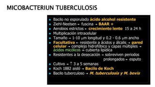 MICOBACTERIUN TUBERCULOSIS
 