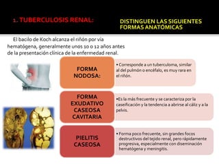 1.TUBERCULOSIS RENAL:
El bacilo de Koch alcanza el riñón por vía
hematógena, generalmente unos 10 o 12 años antes
de la presentación clínica de la enfermedad renal.
DISTINGUEN LAS SIGUIENTES
FORMASANATÓMICAS:
• Corresponde a un tuberculoma, similar
al del pulmón o encéfalo, es muy rara en
el riñón.
FORMA
NODOSA:
•Es la más frecuente y se caracteriza por la
caseificación y la tendencia a abrirse al cáliz y a la
pelvis.
FORMA
EXUDATIVO
CASEOSA
CAVITARIA
• Forma poco frecuente, sin grandes focos
destructivos del tejido renal, pero rápidamente
progresiva, especialmente con diseminación
hematógena y meningitis.
PIELITIS
CASEOSA
 