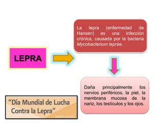 LEPRA
La lepra (enfermedad de
Hansen) es una infección
crónica, causada por la bacteria
Mycobacterium leprae.
Daña principalmente los
nervios periféricos, la piel, la
membrana mucosa de la
nariz, los testículos y los ojos.
 