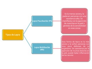 Tipos de Lepra
Lepra Paucibacilar (Pb)
Es la menos severa, la
padecen personas con una
resistencia alta. Se
manifiesta con la aparición
de manchas en la piel y
pérdida de la sensibilidad
en esas zonas
Lepra Multibacilar
(Mb)
Esta forma de lepra es la más
severa y la sufren personas con
muy poca defensas de su
organismo. Se caracteriza por la
aparición de muchas lesiones en
la piel, puede haber inflamación
de los nervios
 