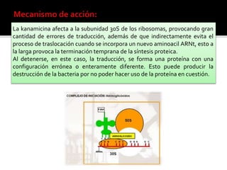 La kanamicina afecta a la subunidad 30S de los ribosomas, provocando gran
cantidad de errores de traducción, además de que indirectamente evita el
proceso de traslocación cuando se incorpora un nuevo aminoacil ARNt, esto a
la larga provoca la terminación temprana de la síntesis proteica.
Al detenerse, en este caso, la traducción, se forma una proteína con una
configuración errónea o enteramente diferente. Esto puede producir la
destrucción de la bacteria por no poder hacer uso de la proteína en cuestión.
 