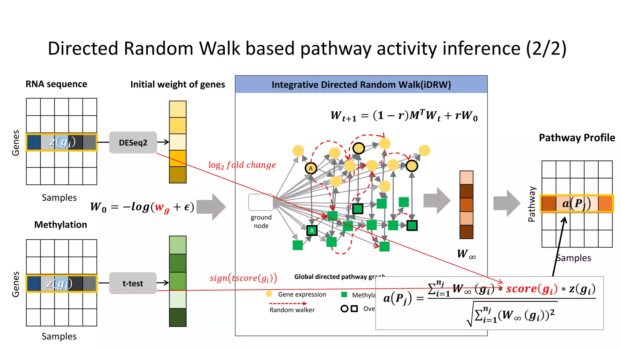 Genes
Samples
RNA sequence Initial weight of genes
Genes
Samples
Methylation
DESeq2
t-test
Integrative Directed Random Walk(iDRW)
A
A
ground
node
Global directed pathway graph
Gene expression Methylation
Overlapping geneRandom walker
𝒛 𝒈𝒊
𝒛 𝒈𝒊
𝑾 𝟎 = −𝒍𝒐𝒈(𝒘 𝒈 + 𝝐)
𝑾 𝒕+𝟏 = 𝟏 − 𝒓 𝑴 𝑻 𝑾 𝒕 + 𝒓𝑾 𝟎
𝑾∞
Pathway
Samples
Pathway Profile
𝒂 𝑷𝒋
𝒂 𝑷𝒋 = 𝒊=𝟏
𝒏 𝒋
𝑾∞ 𝒈𝒊 ∗ 𝒔𝒄𝒐𝒓𝒆 𝒈𝒊 ∗ 𝒛 𝒈𝒊
𝒊=𝟏
𝒏 𝒋
(𝑾∞ 𝒈𝒊 ) 𝟐
log2 𝑓𝑜𝑙𝑑 𝑐ℎ𝑎𝑛𝑔𝑒
𝑠𝑖𝑔𝑛 𝑡𝑠𝑐𝑜𝑟𝑒 𝑔𝑖
Directed Random Walk based pathway activity inference (2/2)
 