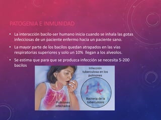PATOGENIA E INMUNIDAD
• La interacción bacilo-ser humano inicia cuando se inhala las gotas
infecciosas de un paciente enfermo hacia un paciente sano.
• La mayor parte de los bacilos quedan atrapados en las vías
respiratorias superiores y solo un 10% llegan a los alveolos.
• Se estima que para que se produzca infección se necesita 5-200
bacilos
 