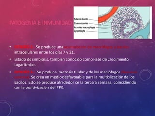 PATOGENIA E INMUNIDAD
• ESTADÍO 2.- Se produce una acumulación de macrófagos y bacilos
intracelulares entre los días 7 y 21.
• Estado de simbiosis, también conocido como Fase de Crecimiento
Logarítmico.
• ESTADÍO 3.- Se produce necrosis tisular y de los macrófagos (Necrosis
caseosa). Se crea un medio desfavorable para la multiplicación de los
bacilos. Esto se produce alrededor de la tercera semana, coincidiendo
con la positivización del PPD.
 