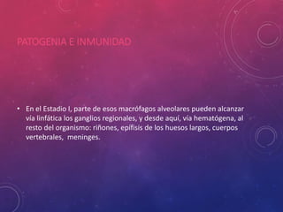 PATOGENIA E INMUNIDAD
• En el Estadio I, parte de esos macrófagos alveolares pueden alcanzar
vía linfática los ganglios regionales, y desde aquí, vía hematógena, al
resto del organismo: riñones, epífisis de los huesos largos, cuerpos
vertebrales, meninges.
 