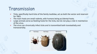 Transmission
● Ticks, specifically hard ticks of the family Ixodidae, act as both the vector and reservoir
for TBEV.
● The main hosts are small rodents, with humans being accidental hosts.
● Large animals serve as feeding hosts for the ticks, but do not play a role in maintaince
of the virus.
● The virus can chronically infect ticks and is transmitted both transtadially and
transovarially.
 
