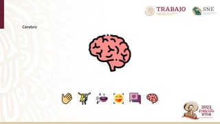 Cerebro
 