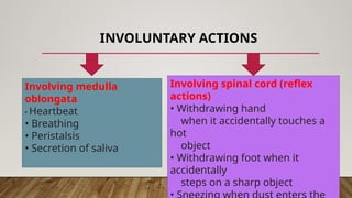 INVOLUNTARY ACTIONS
Involving medulla
oblongata
• Heartbeat
• Breathing
• Peristalsis
• Secretion of saliva
Involving spinal cord (reflex
actions)
• Withdrawing hand
when it accidentally touches a
hot
object
• Withdrawing foot when it
accidentally
steps on a sharp object
 