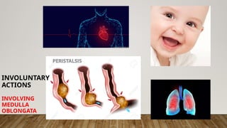 INVOLUNTARY
ACTIONS
INVOLVING
MEDULLA
OBLONGATA
 