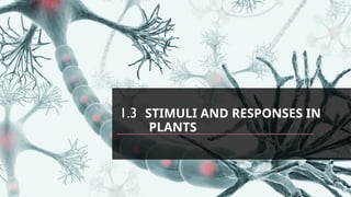 1.3 STIMULI AND RESPONSES IN
PLANTS
 