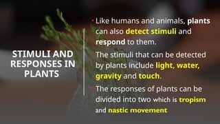 STIMULI AND
RESPONSES IN
PLANTS
• Like humans and animals, plants
can also detect stimuli and
respond to them.
• The stimuli that can be detected
by plants include light, water,
gravity and touch.
• The responses of plants can be
divided into two which is tropism
and nastic movement
 
