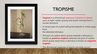TROPISME
• Tropism is a directional response of plants to stimuli
such as light, water, gravity and touch coming from a
certain direction.
• A certain part of a plant will grow towards or move away
from
the detected stimulus.
• The part of a plant which grows towards a stimulus is
known as positive tropism whereas the part of a plant
which grows away from a stimulus is known as negative
tropism.
• The directional response of plants normally occurs
slowly and less significantly.
 