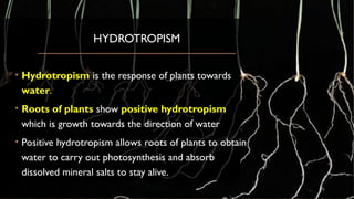 HYDROTROPISM
• Hydrotropism is the response of plants towards
water.
• Roots of plants show positive hydrotropism
which is growth towards the direction of water
• Positive hydrotropism allows roots of plants to obtain
water to carry out photosynthesis and absorb
dissolved mineral salts to stay alive.
 