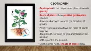GEOTROPISM
• Geotropism is the response of plants towards
gravity.
• Roots of plants show positive geotropism
which is
downward growth towards the direction of
gravity.
• Positive geotropism allows the roots of plants
to grow
deep into the ground to grip and stabilise the
position
of the plant in the ground.
• On the other hand, shoots of plants show
negative geotropism which is upward growth
in the opposite direction of gravity.
 