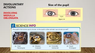 INVOLUNTARY
ACTIONS
INVOLVING
MEDULLA
OBLONGATA
Size of the pupil
 