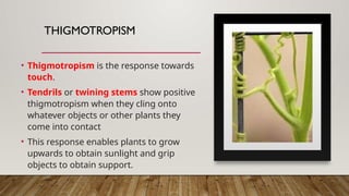 THIGMOTROPISM
• Thigmotropism is the response towards
touch.
• Tendrils or twining stems show positive
thigmotropism when they cling onto
whatever objects or other plants they
come into contact
• This response enables plants to grow
upwards to obtain sunlight and grip
objects to obtain support.
• Roots show negative thigmotropism
since they avoid any object that obstructs
 