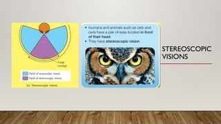 STEREOSCOPIC
VISIONS
 