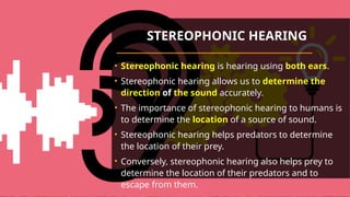 STEREOPHONIC HEARING
• Stereophonic hearing is hearing using both ears.
• Stereophonic hearing allows us to determine the
direction of the sound accurately.
• The importance of stereophonic hearing to humans is
to determine the location of a source of sound.
• Stereophonic hearing helps predators to determine
the location of their prey.
• Conversely, stereophonic hearing also helps prey to
determine the location of their predators and to
escape from them.
 