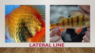 LATERAL LINE
 