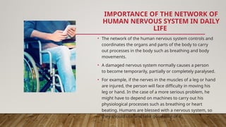 IMPORTANCE OF THE NETWORK OF
HUMAN NERVOUS SYSTEM IN DAILY
LIFE
• The network of the human nervous system controls and
coordinates the organs and parts of the body to carry
out processes in the body such as breathing and body
movements.
• A damaged nervous system normally causes a person
to become temporarily, partially or completely paralysed.
• For example, if the nerves in the muscles of a leg or hand
are injured, the person will face difficulty in moving his
leg or hand. In the case of a more serious problem, he
might have to depend on machines to carry out his
physiological processes such as breathing or heart
beating. Humans are blessed with a nervous system, so
they should use and take good care of it.
 