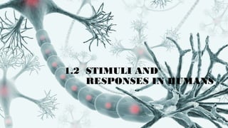1.2 STIMULI AND
RESPONSES IN HUMANS
 