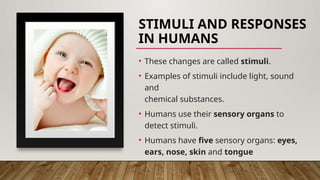 STIMULI AND RESPONSES
IN HUMANS
• These changes are called stimuli.
• Examples of stimuli include light, sound
and
chemical substances.
• Humans use their sensory organs to
detect stimuli.
• Humans have five sensory organs: eyes,
ears, nose, skin and tongue
 
