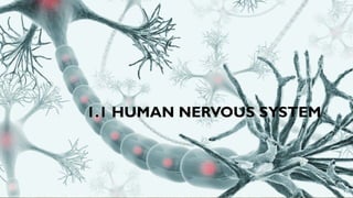 1.1 HUMAN NERVOUS SYSTEM
 