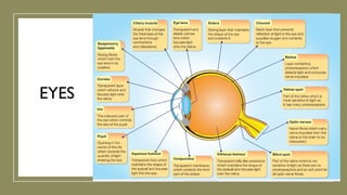 EYES
 