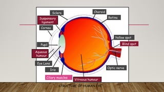 STRUCTURE OF HUMAN EYE
Ciliary muscles
Eye Lens
Iris
Pupil
Cornea
Sclera Choroid
Retina
Yellow spot
Optic nerve
Blind spot
Vitreous humour
Aqueous
humour
Suspensory
ligament
 