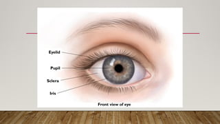 Front view of eye
Eyelid
Pupil
Sclera
Iris
 