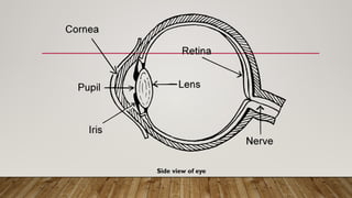 Side view of eye
 