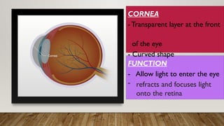 FUNCTION
- Allow light to enter the eye
- refracts and focuses light
onto the retina
CORNEA
-Transparent layer at the front
of the eye
- Curved shape
 
