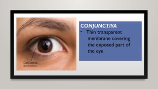CONJUNCTIVA
- Thin transparent
membrane covering
the exposed part of
the eye
 