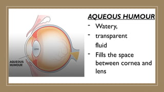 AQUEOUS HUMOUR
- Watery,
- transparent
fluid
- Fills the space
between cornea and
lens
 