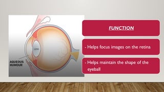 FUNCTION
- Helps focus images on the retina
- Helps maintain the shape of the
eyeball
 